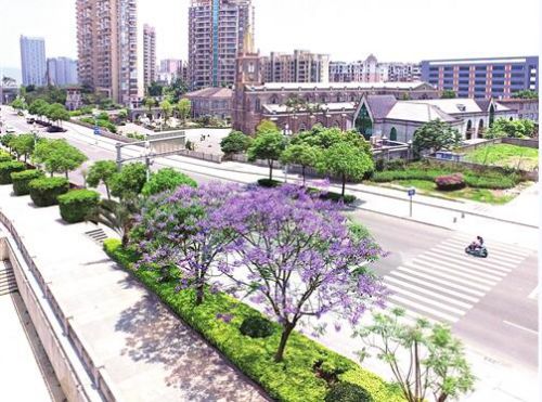 福州將建街邊公園 打造3公里藍花楹大道